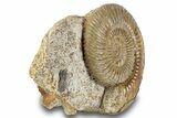 Jurassic Ammonite (Parkinsonia) Fossil - France #244478-3